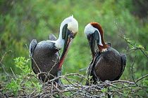 Brown pelican (Pelecanus occidentalis) pair in courtship at nest, Urvina Bay, Isabela Island, Galapagos