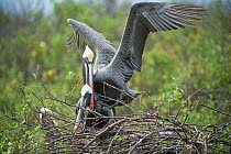 Brown pelican (Pelecanus occidentalis) pair mating at nest, Urvina Bay, Isabela Island, Galapagos