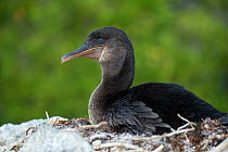 Flightless cormorant (Phalacrocorax harrisi) at nest, Urvina Bay, Isabela Island, Galapagos