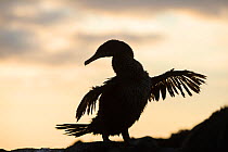 Flightless cormorant (Phalacrocorax harrisi) silhouetted,  Punta Espinosa, Fernandina Island, Galapagos