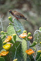 Galapagos dove (Zenaida galapagoensis) on Opuntia cactus, Champion Islet, near Floreana Island, Galapagos