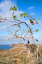 Galapagos hawk (Buteo galapagoensis) group perched in tree with nest,  Sullivan Bay, Santiago Island, Galapagos