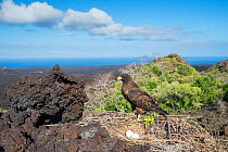 Galapagos hawk (Buteo galapagoensis) at nest with eggs, Cape Hammond, Fernandina Island, Galapagos