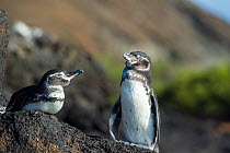 Galapagos penguin (Spheniscus mendiculus) pair, Bartolome Island, Galapagos