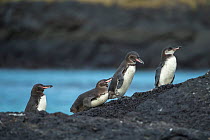 Galapagos penguin (Spheniscus mendiculus) Punta Moreno, Isabela Island, Galapagos