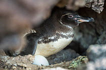 Galapagos penguin (Spheniscus mendiculus) incubating egg, Puerto Pajas, Isabela Island, Galapagos