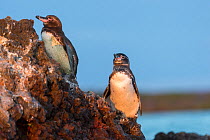 Galapagos penguin (Spheniscus mendiculus) Elizabeth Bay, Isabela Island, Galapagos