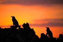 Galapagos penguin (Spheniscus mendiculus) silhouetted at sunset, Elizabeth Bay, Isabela Island, Galapagos