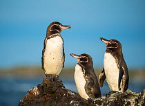 Galapagos penguin (Spheniscus mendiculus) Isla Tortuga, Isabela Island, Galapagos