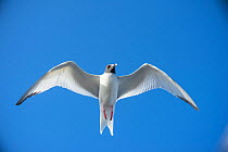 Swallow-tailed gull (Creagrus furcatus) in flight, Plazas Islands, Galapagos
