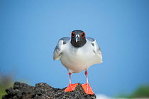 Swallow-tailed gull (Creagrus furcatus) in breeding plumage, Genovesa Island, Galapagos
