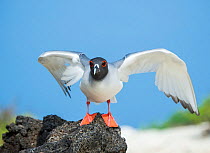Swallow-tailed gull (Creagrus furcatus) in breeding plumage, spreading wings, Genovesa Island, Galapagos