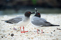 Swallow-tailed gull (Creagrus furcatus) Genovesa Island, Galapagos