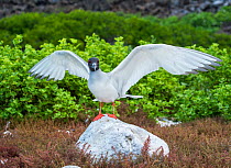 Swallow-tailed gull (Creagrus furcatus) Genovesa Island, Galapagos