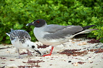Swallow-tailed gull (Creagrus furcatus) adult in breeding colouration and juvenile, Genovesa Island, Galapagos