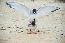 Swallow-tailed gull (Creagrus furcatus) pair mating Darwin Bay, Genovesa Island, Galapagos