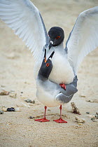 Swallow-tailed gull (Creagrus furcatus) pair mating Darwin Bay, Genovesa Island, Galapagos
