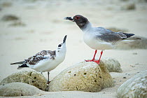 Swallow-tailed gull (Creagrus furcatus) juvenile and adult in breeding plumage, Darwin Bay, Genovesa Island, Galapapgos