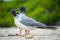 Swallow-tailed gull (Creagrus furcatus) pair in courtship, Darwin Bay, Genovesa Island, Galapapgos