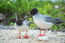 Swallow-tailed gull (Creagrus furcatus) pair in courtship, Genovesa Island, Galapagos