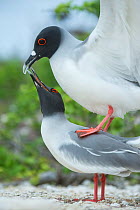 Swallow-tailed gull (Creagrus furcatus) pair mating, Genovesa Island, Galapagos