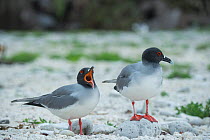 Swallow-tailed gull (Creagrus furcatus) pair, one yawning, Genovesa Island, Galapagos