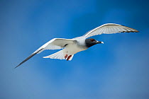 Swallow-tailed gull (Creagrus furcatus) in flight, Genovesa Island, Galapagos