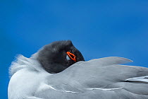 Swallow-tailed gull (Creagrus furcatus) resting with head under wing, Genovesa Island, Galapagos