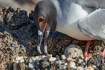 Swallow-tailed gull (Creagrus furcatus) at nest with egg, Genovesa Island, Galapagos