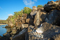Swallow-tailed gull (Creagrus furcatus) on coastal nest, Genovesa Island, Galapagos