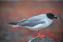 Swallow-tailed gull (Creagrus furcatus) Plazas Island, Galapagos