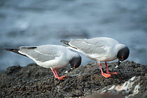 Swallow-tailed gull (Creagrus furcatus) pair in courtship display, Plazas Island, Galapagos
