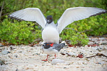 Swallow-tailed gull (Creagrus furcatus) pair mating, Genovesa Island, Galapagos