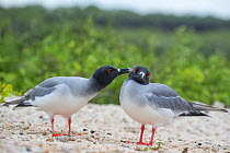 Swallow-tailed gull (Creagrus furcatus) preening another during courtship, Genovesa Island, Galapagos