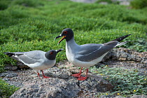 Swallow-tailed gull (Creagrus furcatus) pair during courtship,Plazas Island, Galapagos