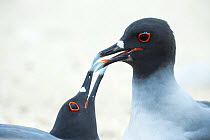 Swallow-tailed gull (Creagrus furcatus) pair during courtship, Genovesa Island, Galapagos