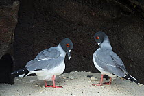 Swallow-tailed gull (Creagrus furcatus) pair, with one preening,  Genovesa Island, Galapagos