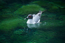 Swallow-tailed gull (Creagrus furcatus) on water, Genovesa Island, Galapagos