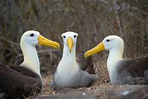 Waved albatross (Phoebastria irrorata) group of three on nest, Punta Suarez, Espanola Island, Galapagos
