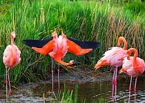 American flamingo (Phoenicopterus ruber) group of four with one displaying Punta Moreno, Isabela Island, Galapagos