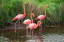 American flamingo (Phoenicopterus ruber) group of four at water's edge, Punta Moreno, Isabela Island, Galapagos