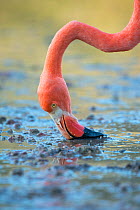 American flamingo (Phoenicopterus ruber) feeding, Punta Cormorant, Floreana Island, Galapagos