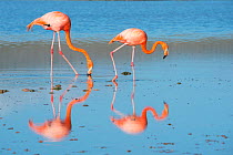 American flamingo (Phoenicopterus ruber) two feeding on the shore, Punta Cormorant, Floreana Island, Galapagos