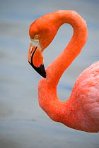 American flamingo (Phoenicopterus ruber) profile, Punta Cormorant, Floreana Island, Galapagos