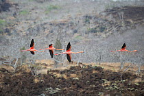 American flamingo (Phoenicopterus ruber) group of four in flight, Punta Cormorant, Floreana Island, Galapagos