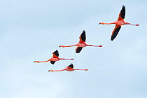 American flamingo (Phoenicopterus ruber) group of four in flight, Punta Cormorant, Floreana Island, Galapagos