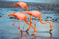 American flamingo (Phoenicopterus ruber) pair in courtship, group of three feeding, Punta Cormorant, Floreana Island, Galapagos