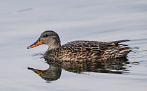 Gadwall (Anas strepera), adult female in water, Finland, April.