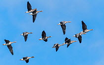 Bean Goose (Anser fabalis), at bottom with, greater white-fronted goose (Anser albifrons), on their way to Siberia, Finland, April.