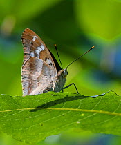 Lesser purple emperor butterfly (Apatura ilia), sitting on a leaf, Finland, August.